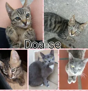 Gato raça vira-lata idade 1 ano nome Nome da Mãe: Marie