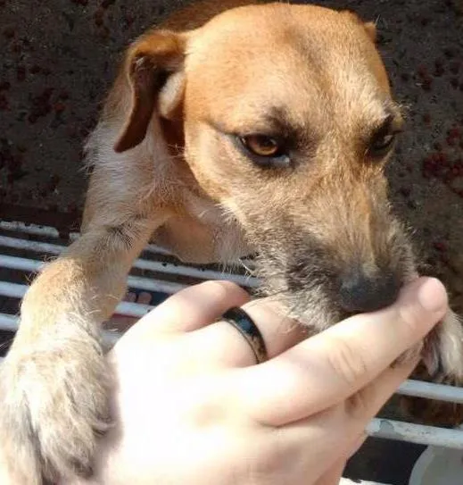 Cachorro ra a  idade 1 ano nome Teddy