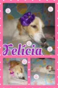 FELÍCIA