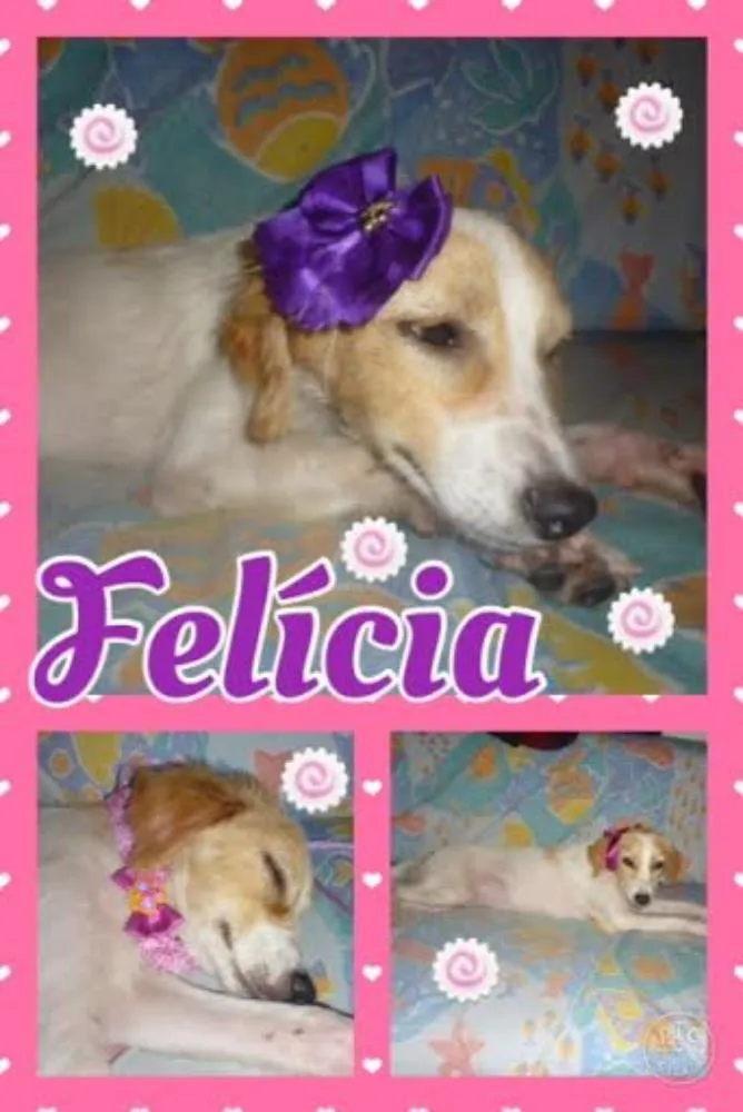 Cachorro ra a SRD idade 1 ano nome FELÍCIA