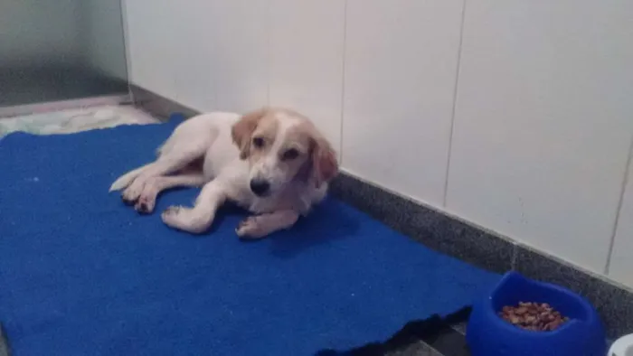 Cachorro ra a SRD idade 1 ano nome FELÍCIA