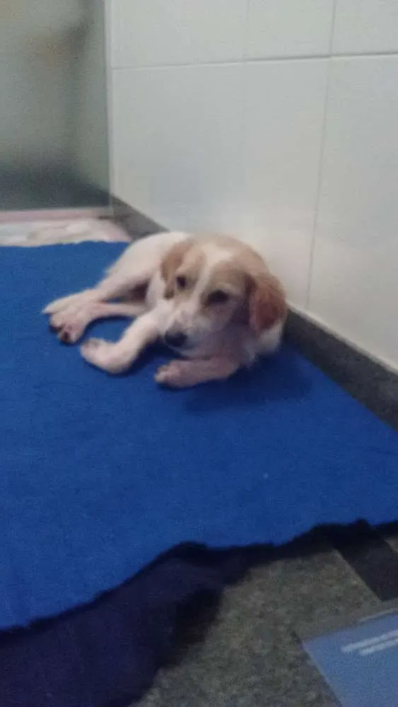 Cachorro ra a SRD idade 1 ano nome FELÍCIA
