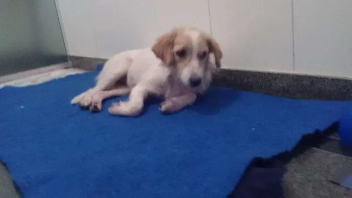 Cachorro ra a SRD idade 1 ano nome FELÍCIA