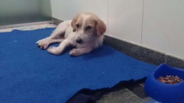 Cachorro ra a SRD idade 1 ano nome FELÍCIA