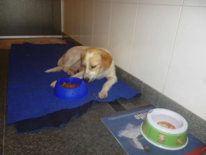 Cachorro ra a SRD idade 1 ano nome FELÍCIA