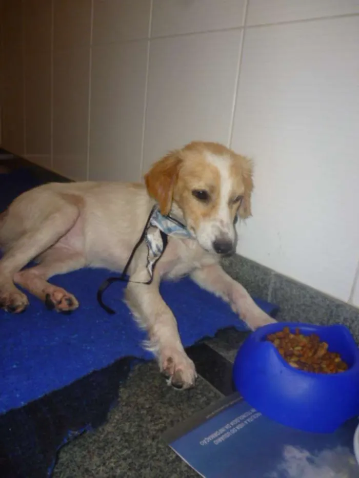 Cachorro ra a SRD idade 1 ano nome FELÍCIA