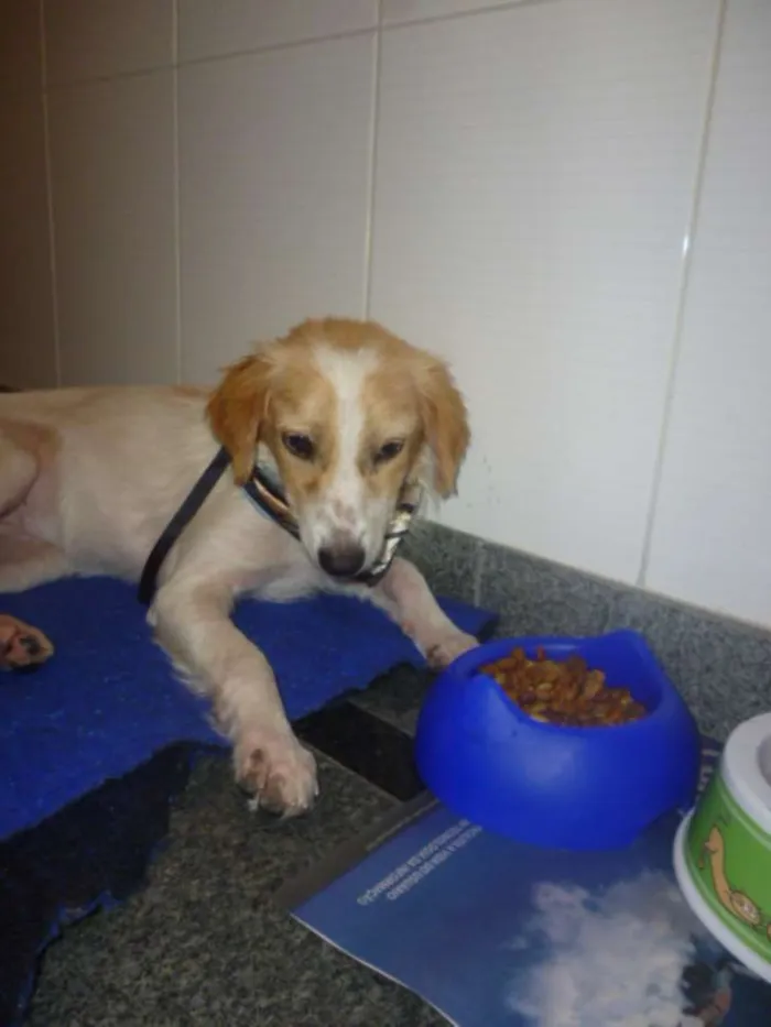 Cachorro ra a SRD idade 1 ano nome FELÍCIA