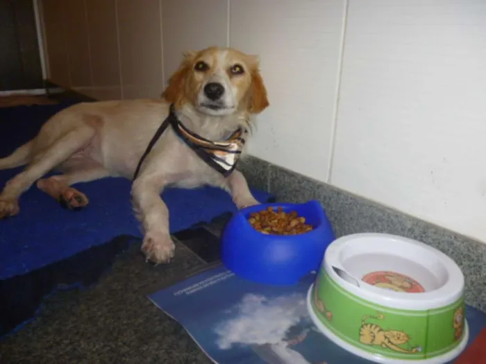 Cachorro ra a SRD idade 1 ano nome FELÍCIA