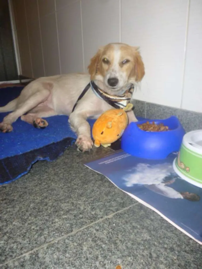 Cachorro ra a SRD idade 1 ano nome FELÍCIA