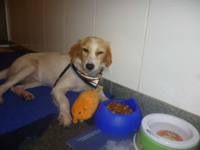 Cachorro ra a SRD idade 1 ano nome FELÍCIA
