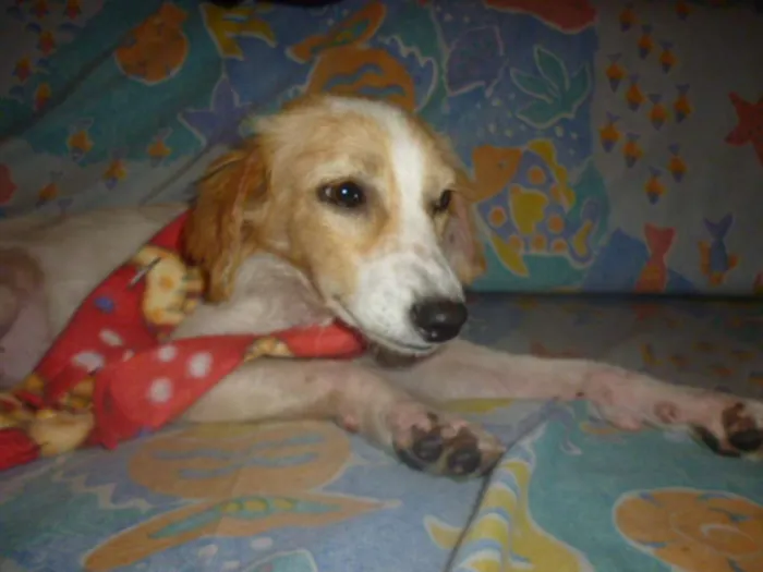 Cachorro ra a SRD idade 1 ano nome FELÍCIA
