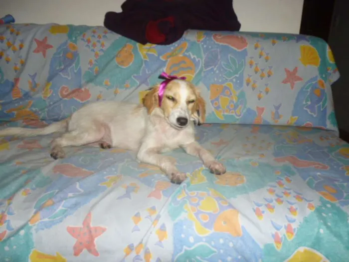 Cachorro ra a SRD idade 1 ano nome FELÍCIA