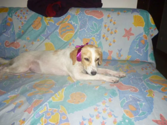 Cachorro ra a SRD idade 1 ano nome FELÍCIA
