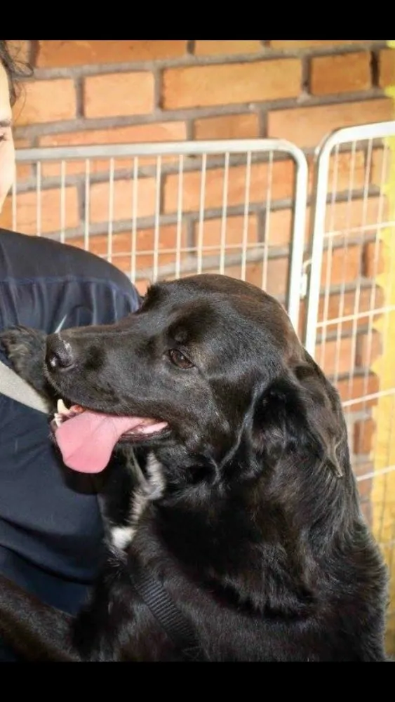 Cachorro raça Sde idade 3 anos nome Spike 