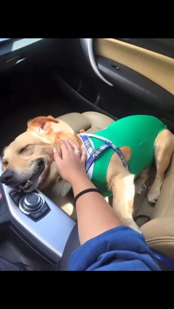 Cachorro raça Sdr idade 1 ano nome Elvis