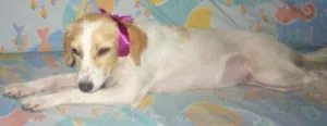 Cachorro raça SRD idade 1 ano nome FELÍCIA