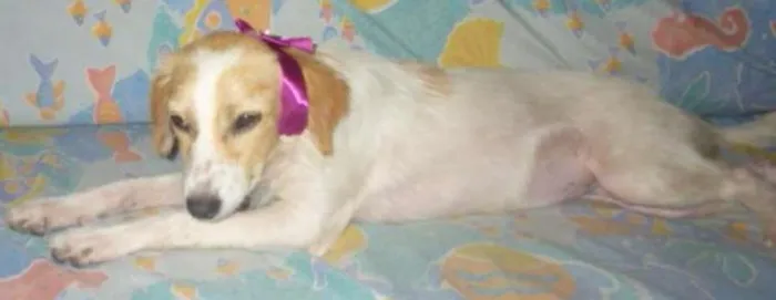 Cachorro ra a SRD idade 1 ano nome FELÍCIA