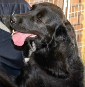 Cachorro raça Sde idade 3 anos nome Spike 