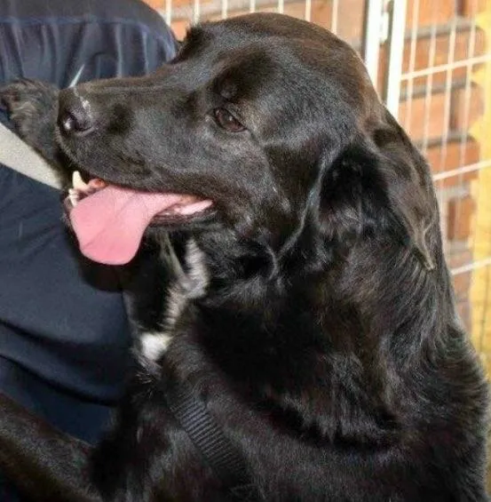 Cachorro raça Sde idade 3 anos nome Spike 