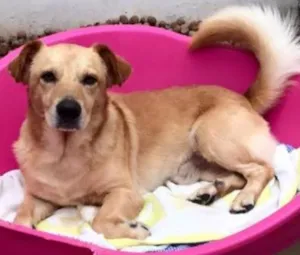 Cachorro raça Sdr idade 1 ano nome Elvis