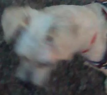 Cachorro ra a Shih tzu idade 3 anos nome Baby