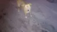 desconhecido