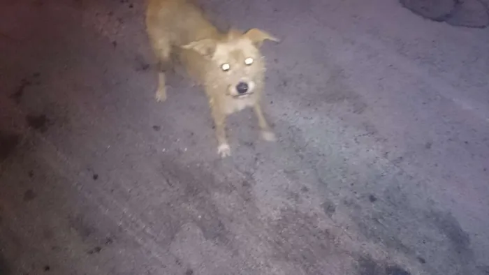 Cachorro raça vira lata idade 2 a 6 meses nome desconhecido