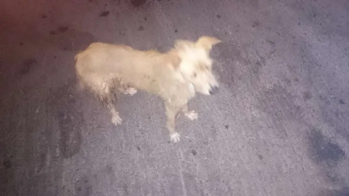 Cachorro raça vira lata idade 2 a 6 meses nome desconhecido
