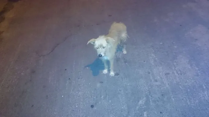 Cachorro raça vira lata idade 2 a 6 meses nome desconhecido