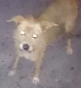 desconhecido