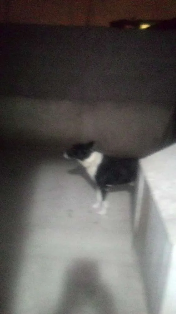 Cachorro ra a vira lata idade 4 anos nome margues
