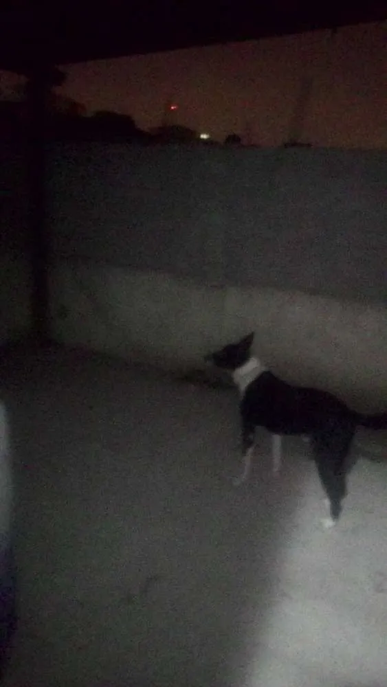 Cachorro ra a vira lata idade 4 anos nome margues