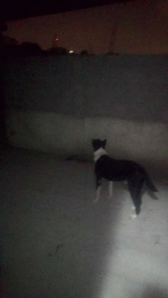 Cachorro ra a vira lata idade 4 anos nome margues