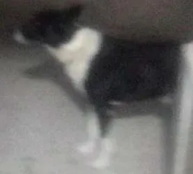 Cachorro ra a vira lata idade 4 anos nome margues