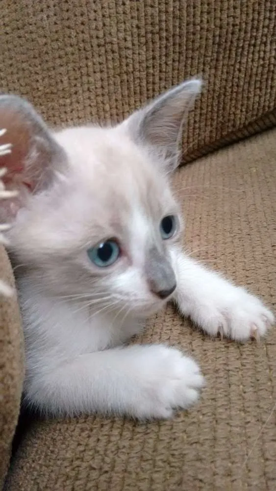 Gato ra a SRD idade 2 a 6 meses nome Lara
