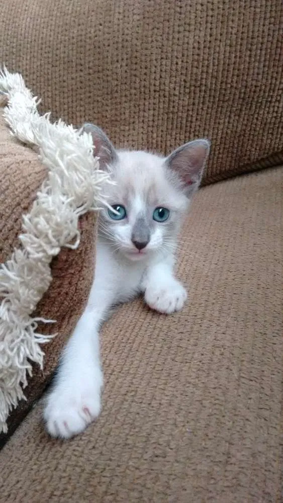 Gato ra a SRD idade 2 a 6 meses nome Lara