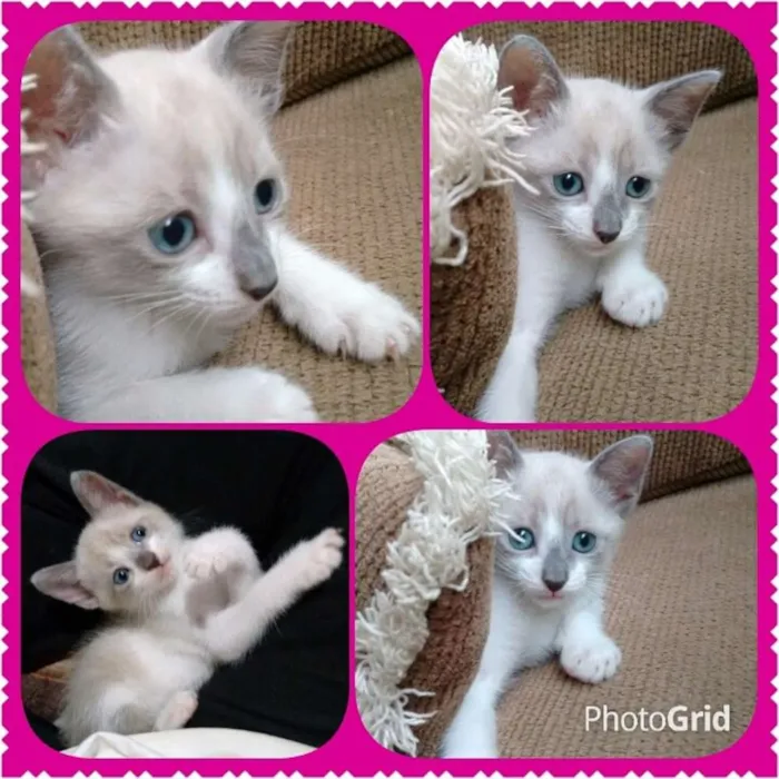Gato ra a SRD idade 2 a 6 meses nome Lara