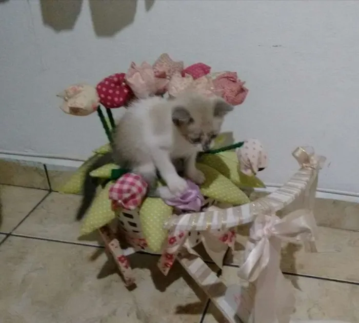 Gato ra a SRD idade 2 a 6 meses nome Lara