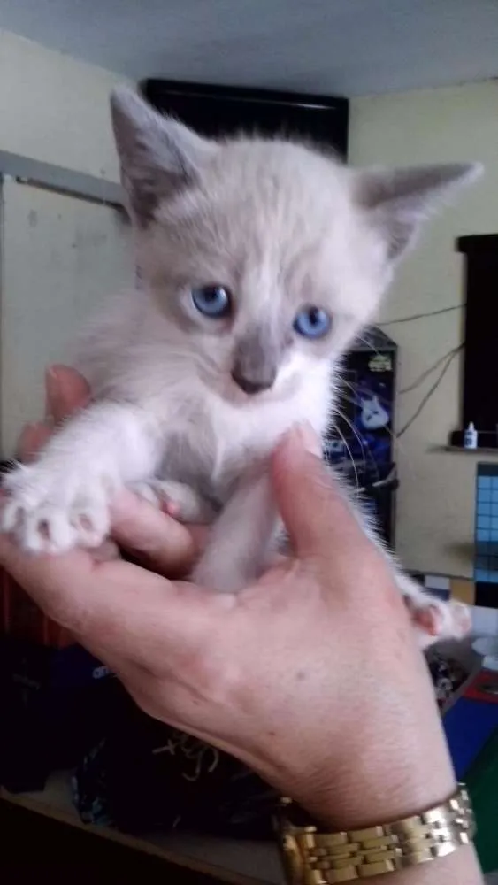 Gato ra a SRD idade 2 a 6 meses nome Lara