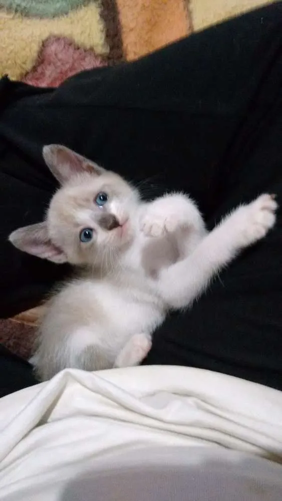 Gato ra a SRD idade 2 a 6 meses nome Lara