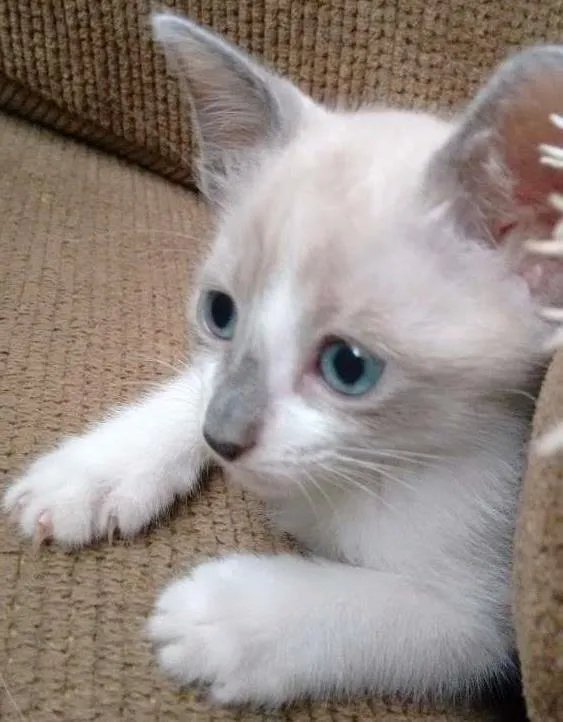 Gato ra a SRD idade 2 a 6 meses nome Lara