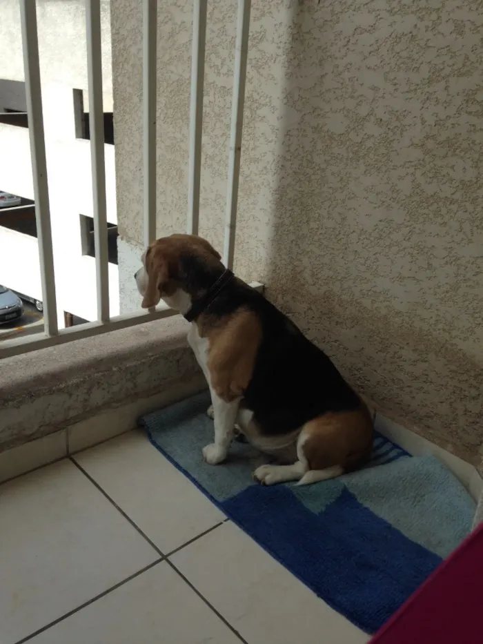 Cachorro ra a Beagle idade 6 ou mais anos nome Pinga