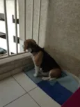 Pinga