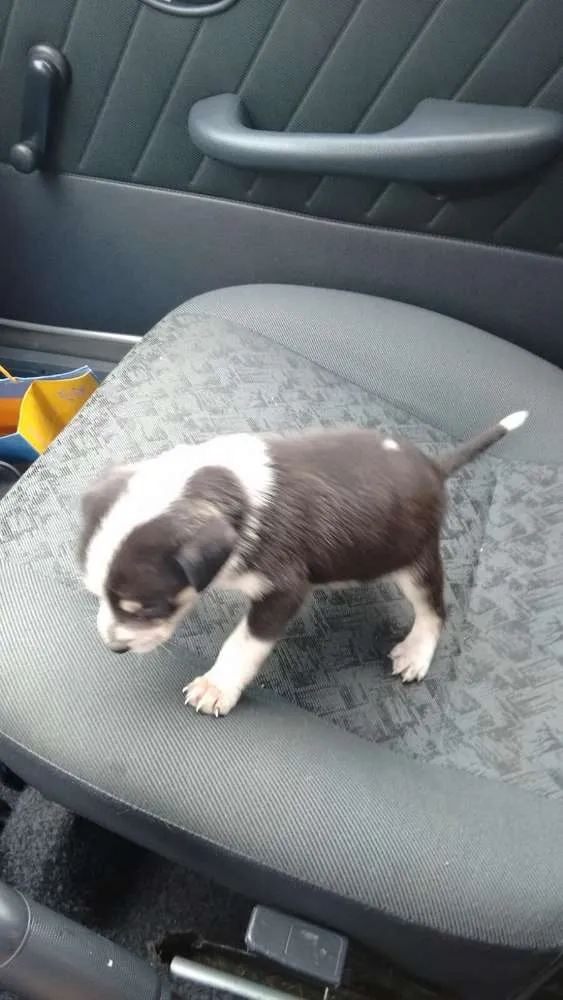 Cachorro ra a SRD idade Abaixo de 2 meses nome Black