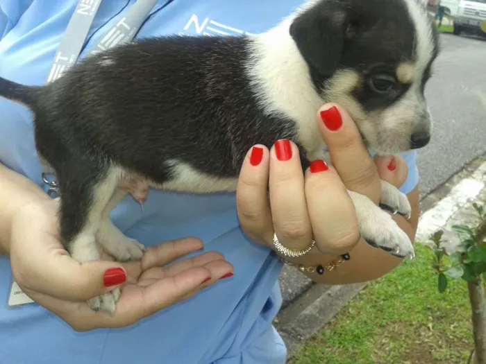 Cachorro ra a SRD idade Abaixo de 2 meses nome Black