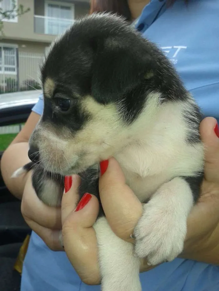 Cachorro ra a SRD idade Abaixo de 2 meses nome Black