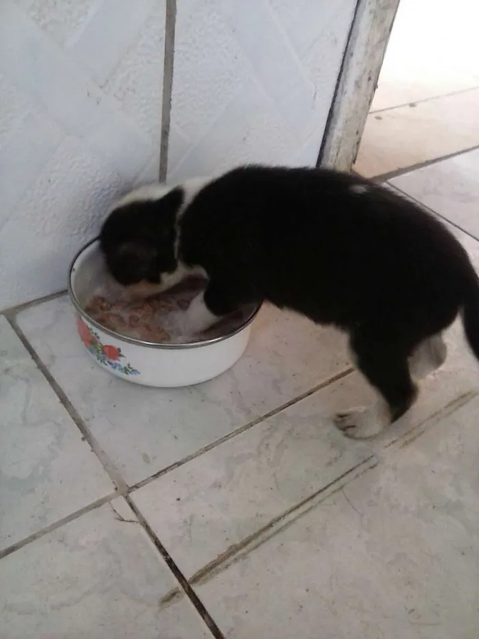 Cachorro ra a SRD idade Abaixo de 2 meses nome Black