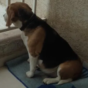 Cachorro raça Beagle idade 6 ou mais anos nome Pinga