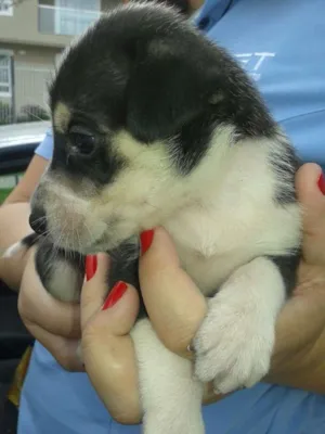 Cachorro raça SRD idade Abaixo de 2 meses nome Black