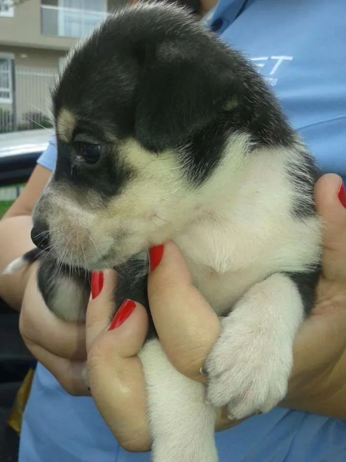 Cachorro ra a SRD idade Abaixo de 2 meses nome Black